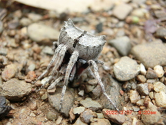 Araneidae