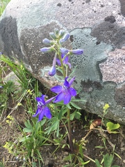 Delphinium × occidentale