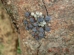 Tessaratoma papillosa