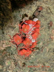 Tessaratoma papillosa