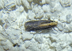Aroga paraplutella