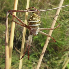 Argiope magnifica