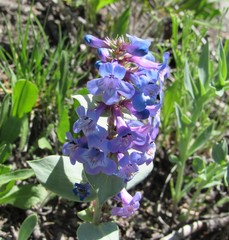 Penstemon nitidus