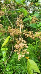 Syzygium polyanthum