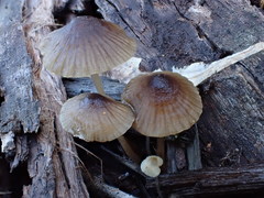 Mycena cystidiosa