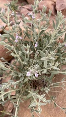 Stachys aegyptiaca