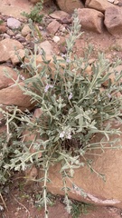 Stachys aegyptiaca