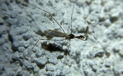 Stenolemoides arizonensis