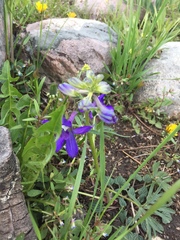 Delphinium × occidentale