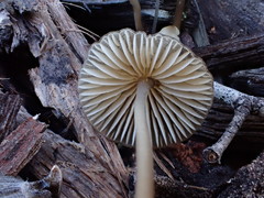 Mycena cystidiosa