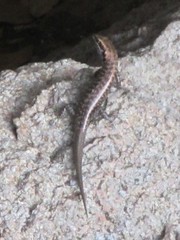 Concinnia sokosoma