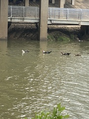 Cairina moschata domestica