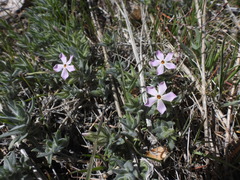 Phlox stansburyi