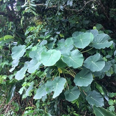 Homalanthus fastuosus