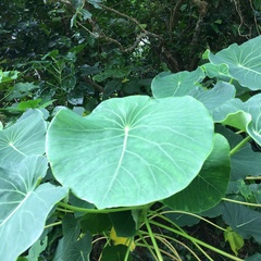 Homalanthus fastuosus