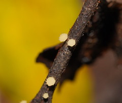 Crocicreas