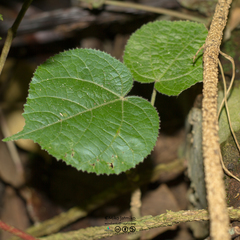 Hibiscus macrophyllus