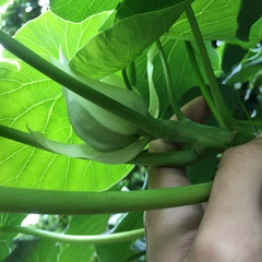 Homalanthus fastuosus