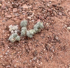 Lasiopogon