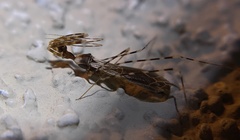 Stenolemoides arizonensis