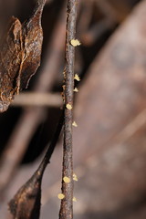 Crocicreas