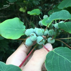 Homalanthus fastuosus