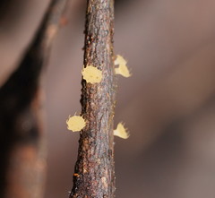 Crocicreas