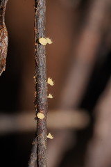 Crocicreas