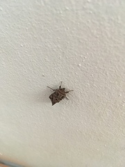 Ctenoplusia accentifera