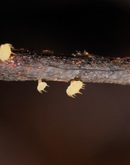 Crocicreas