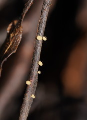 Crocicreas