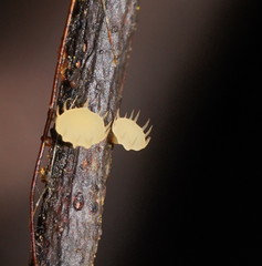 Crocicreas