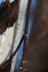 Crocicreas
