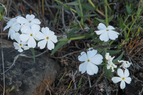 Phlox speciosa ssp. occidentalis