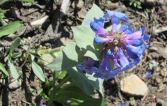 Penstemon nitidus