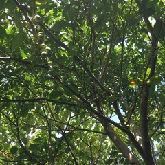 Ficus variegata garciae