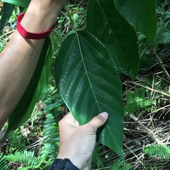 Ficus variegata garciae