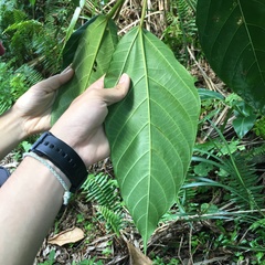 Ficus variegata garciae