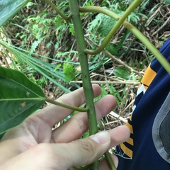 Ficus variegata garciae