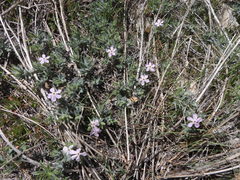 Phlox stansburyi