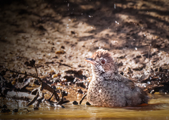 Dasyornis broadbenti