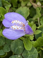 Mazus miquelii