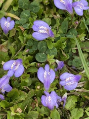 Mazus miquelii