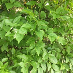 Ilex kusanoi