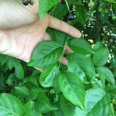 Ilex kusanoi