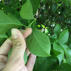 Ilex kusanoi