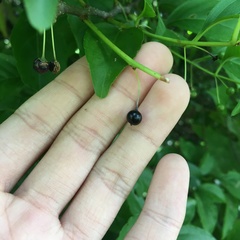 Ilex kusanoi