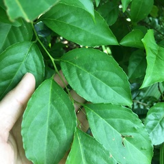 Ilex kusanoi