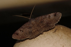 Mocis mutuaria