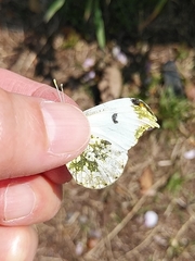 Anthocharis scolymus